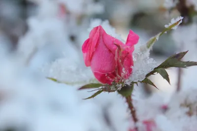 Фотка розы во льду - выберите нужный вам размер изображения