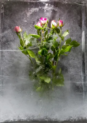 Фото розы во льду в высоком разрешении - загрузка картинки в формате jpg