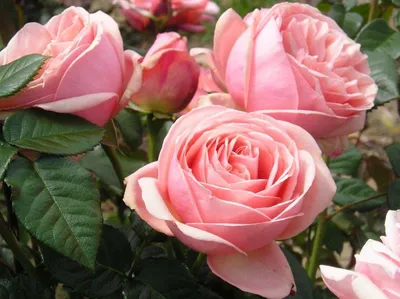 Насладитесь элегантной красотой розы вояж на вашем экране