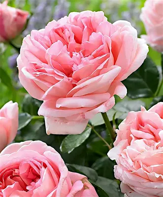 Фотоизображение розы вояж — идеальная декорация для вашего дома