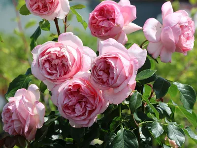Фотография розы вояж как подарок для любителей цветов