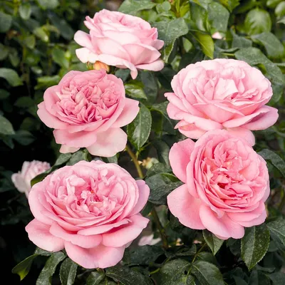 Изображение розы вояж — символ элегантности и красоты