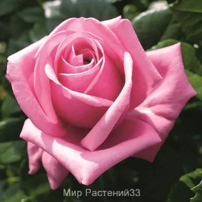 Подарите радость с фотографией розы вояж