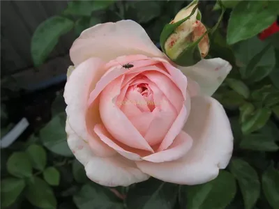 Насладитесь натуральной красотой розы вояж на вашем экране