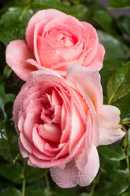Перенеситесь в сказочный сад с фото розы вояж