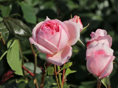 Фотография розы вояж как воплощение красоты и гармонии