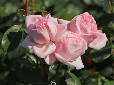 Окунитесь в романтику с фото розы вояж