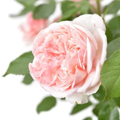 Цветок страсти: фотография розы вояж