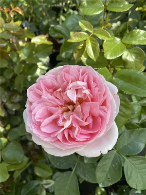 Розовое сокровище: изображение розы вояж