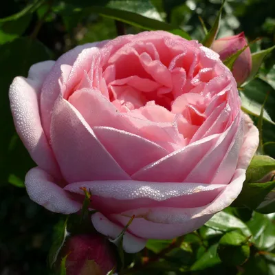 Превратите свой экран в цветущий сад с фото розы вояж