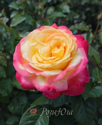 Изумительные фотографии Розы восточный экспресс в разных размерах