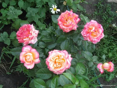 Фантастические фото Розы восточный экспресс со множеством вариантов