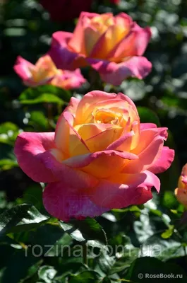 Великолепные изображения Розы восточный экспресс в различных форматах