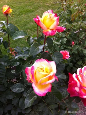 Уникальные фото Розы восточный экспресс - выбирайте свой размер