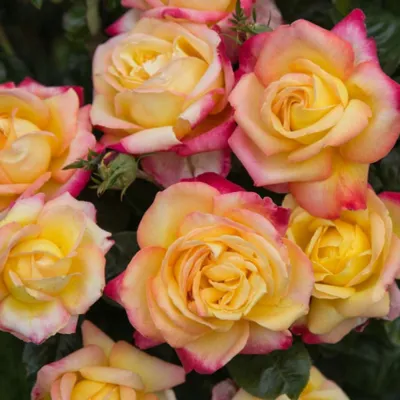 Фотографии восхитительной Розы восточный экспресс в разных размерах