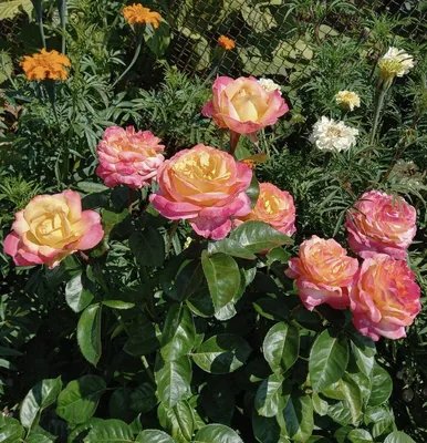 Завораживающие фото Розы восточный экспресс в формате png