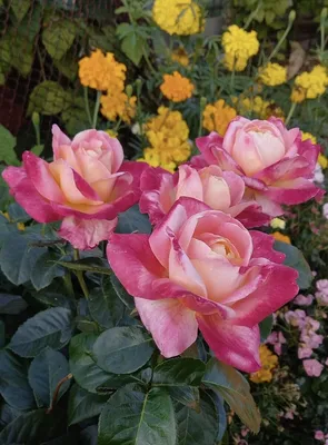 Уникальные фотографии Розы восточный экспресс в высококачественном формате webp