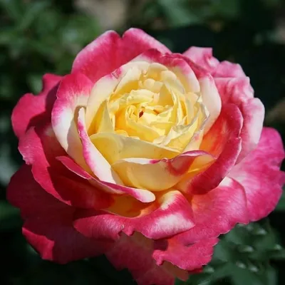 Удивительные кадры Розы восточный экспресс с возможностью выбора размера