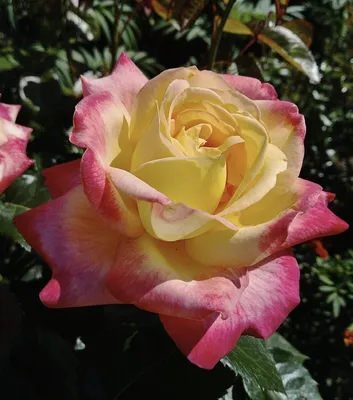 Уникальные фото Розы восточный экспресс - выбирайте формат загрузки