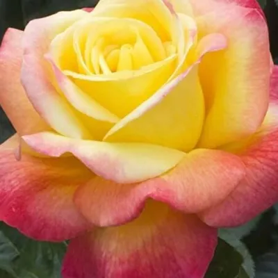 Истинно красивые фотографии Розы восточный экспресс в нескольких размерах