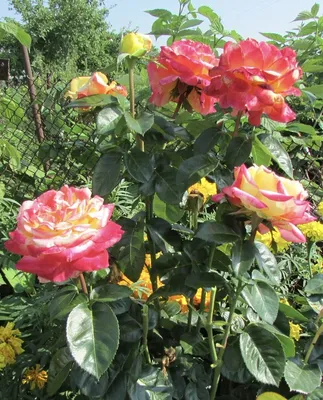 Фантастические изображения Розы восточный экспресс в формате jpg