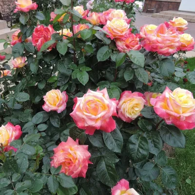 Очаровательные фото Розы восточный экспресс в формате png