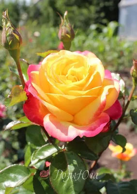 Красивые изображения Розы восточный экспресс в формате png
