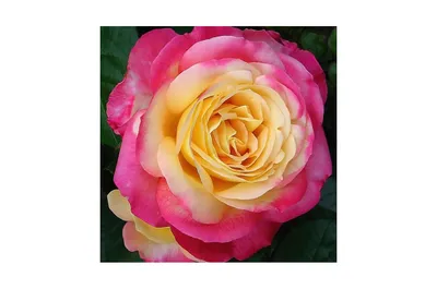 Великолепные изображения Розы восточный экспресс в разных вариантах форматов