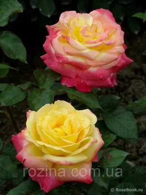 Превосходные фото Розы восточный экспресс с возможностью выбора формата