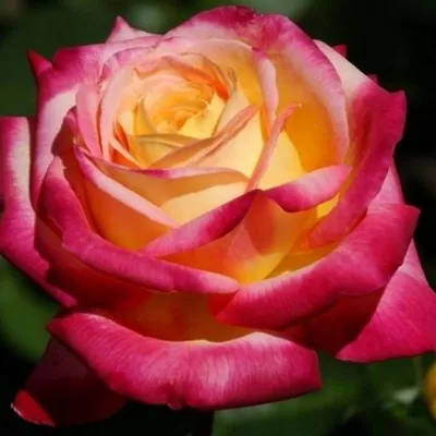 Фантастические картинки Розы восточный экспресс в формате jpg