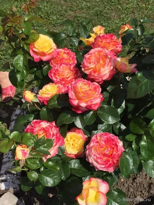 Безупречные фото Розы восточный экспресс в формате png