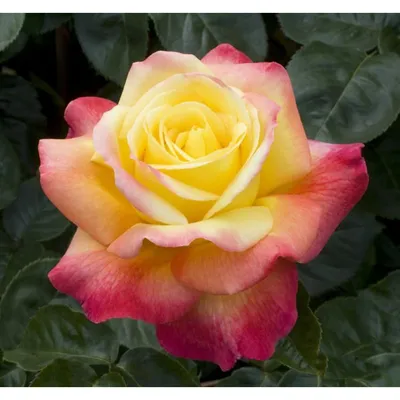 Уникальные изображения Розы восточный экспресс в стильном формате webp