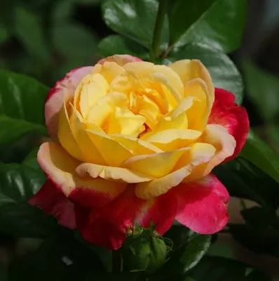 Фотка Розы восточный экспресс - выбирайте формат и размер изображения