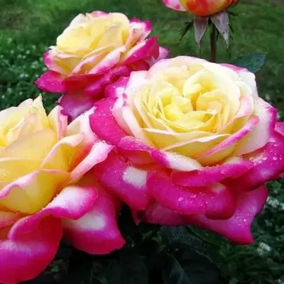Фото великолепной Розы восточный экспресс в высококачественном формате webp
