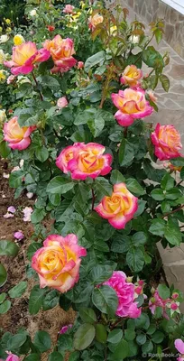 Очаровательные кадры Розы восточный экспресс с возможностью выбора формата загрузки