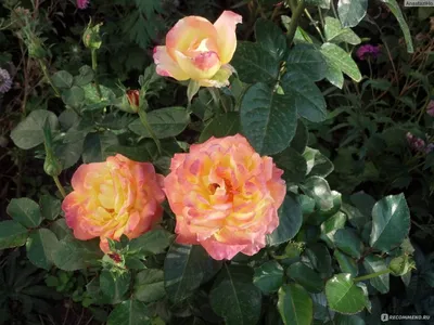 Прекрасные изображения Розы восточный экспресс в различных вариантах размеров и форматов