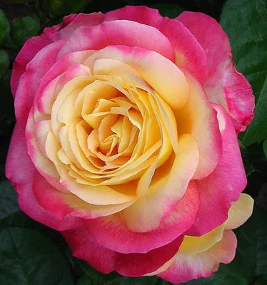 Фотографии Розы восточный экспресс - выбирайте свой идеальный размер