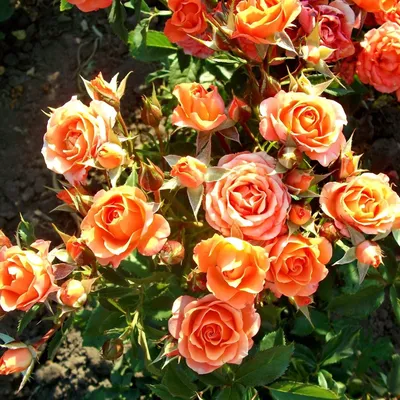 Красивая роза вуду в формате jpg