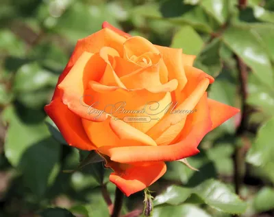 Уникальное фото розы вуду для скачивания