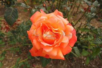 Качественное изображение розы вуду в живых цветах