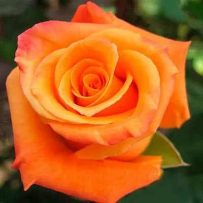 Фото розы вуду в формате jpg: выберите свой размер