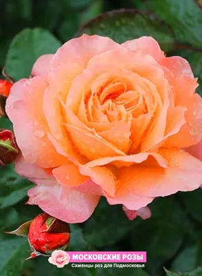 Удивительная картинка розы вуду на ваш выбор