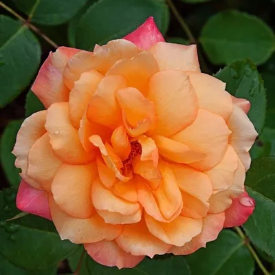 Очаровательная фотка розы вуду в webp формате