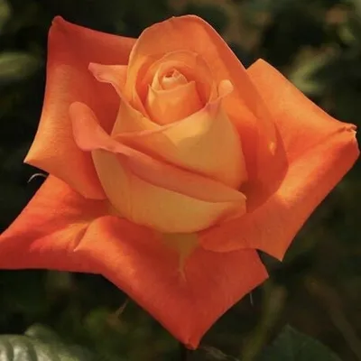 Фантастическое изображение розы вуду в png формате