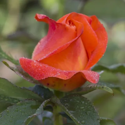 Эффектное изображение розы вуду: выберите формат