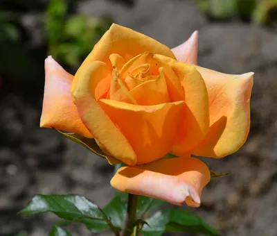 Загадочная роза вуду на фото: выберите свой размер