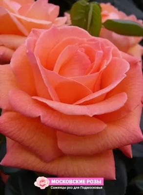 Уникальное фото розы вуду для загрузки в формате jpg
