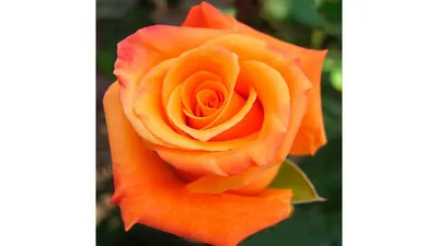 Идеальная картинка розы вуду в png формате для вас