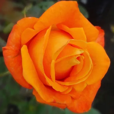 Бесподобная фотография розы вуду в живых красках