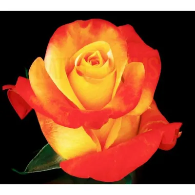 Интересная картинка розы вуду: выберите формат